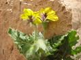 Hyoscyamus senecionis